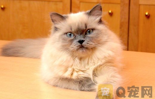 猫咪太热了怎么降温？